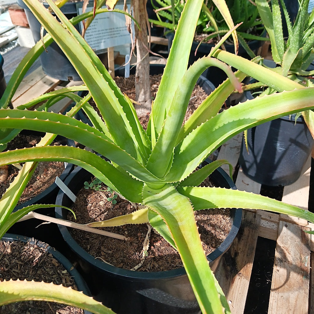 Aloe helenae