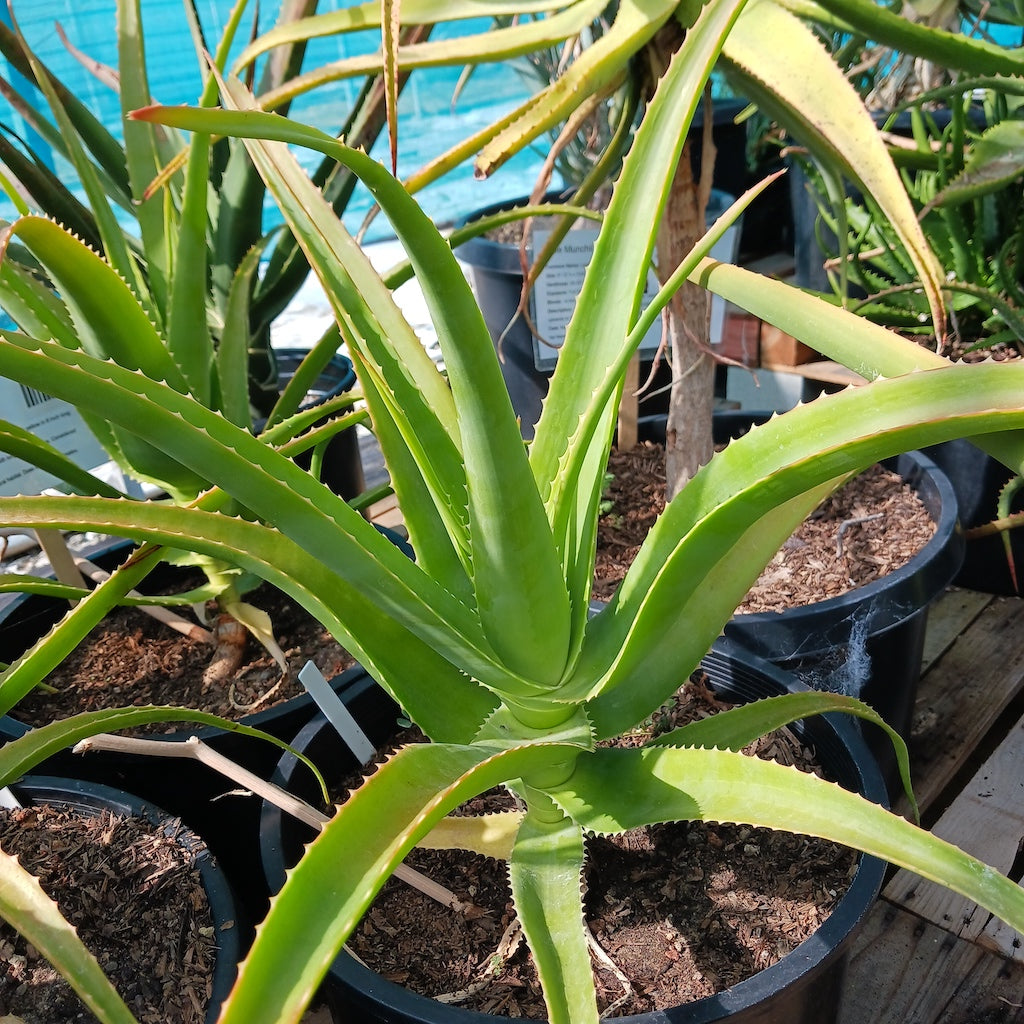 Aloe helenae