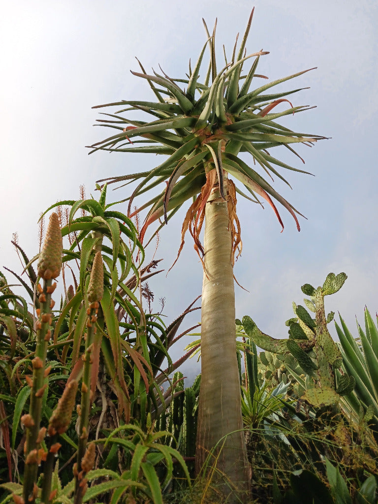 Aloe Hercules tree