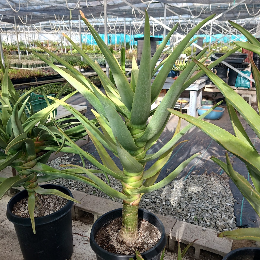 Aloe Hercules