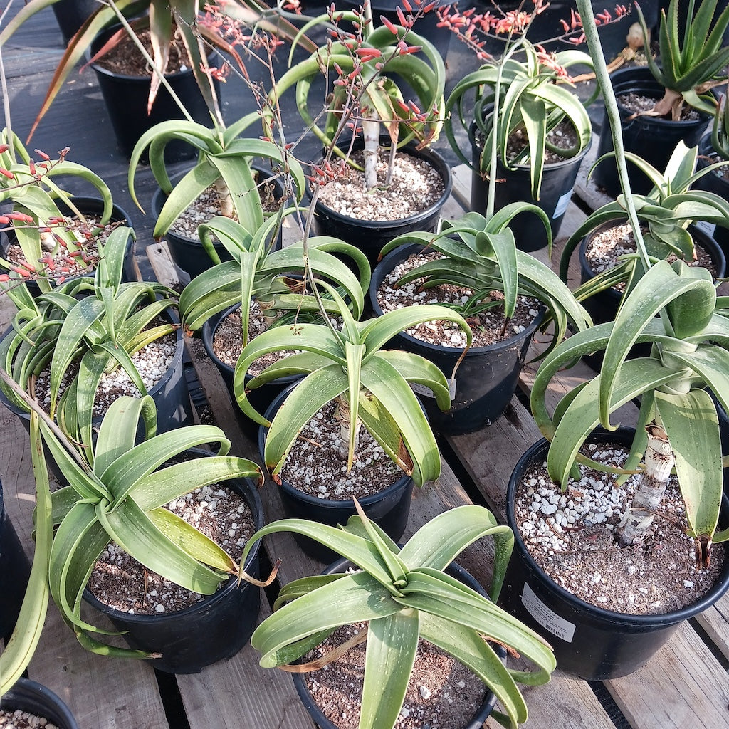 Several Aloe inermis in 2ga and 3ga nursery pots