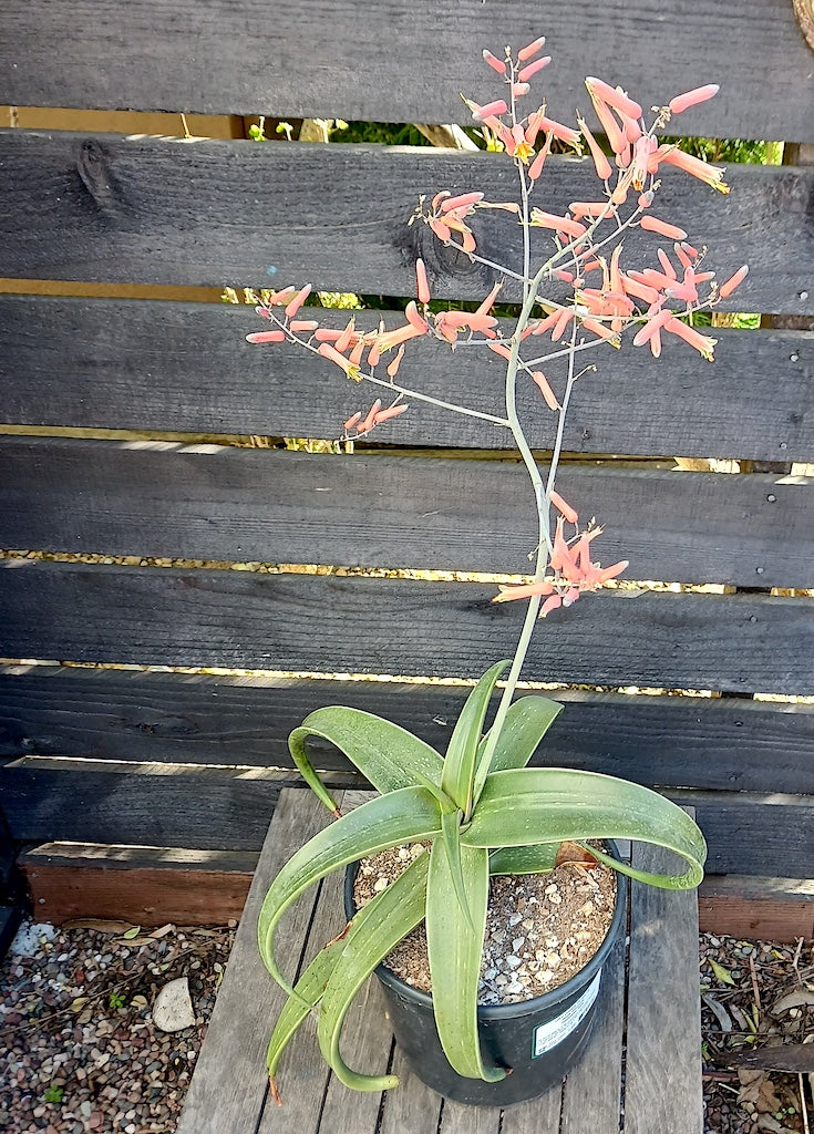 Aloe inermis flowers showing soft salmon-pink tubes with a creamy yellow-green throat and a slightly frosted, pastel quality