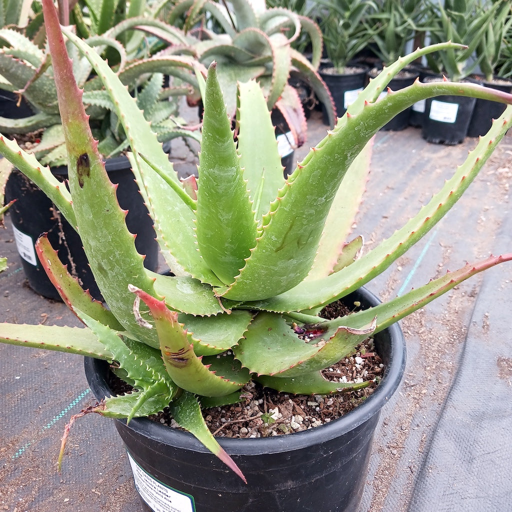 Aloe "Jacob's Ladder"