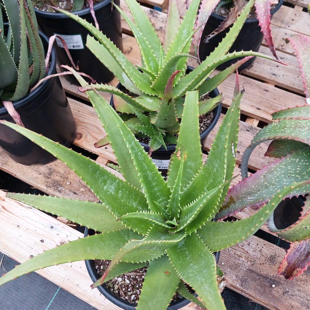 Aloe "Jacob's Ladder"