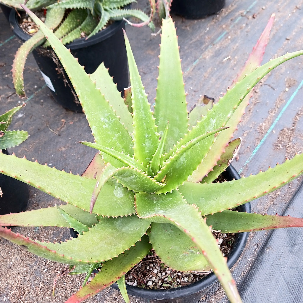 Aloe "Jacob's Ladder"