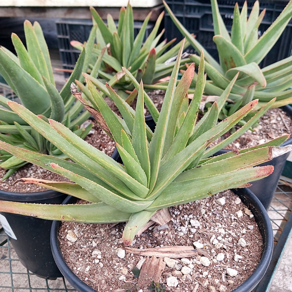 Aloe "Jenny Lind"