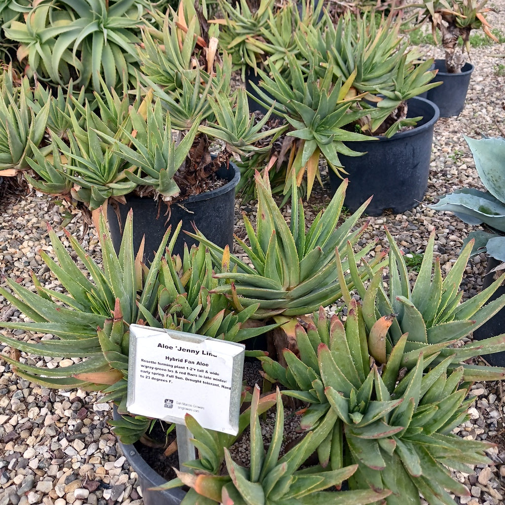 Several Aloe "Jenny Lind" at San Marcos Growers