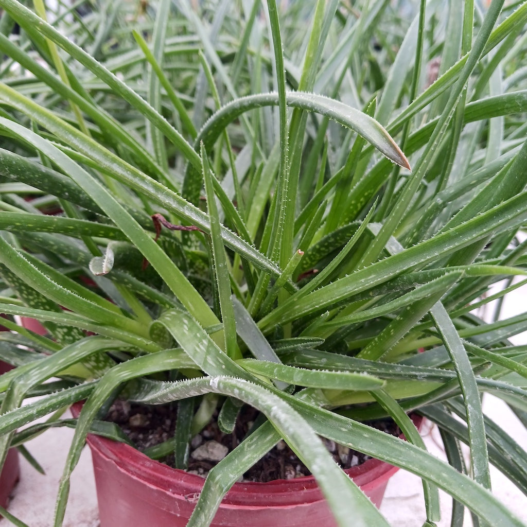 Aloe "Johnson's Hybrid"