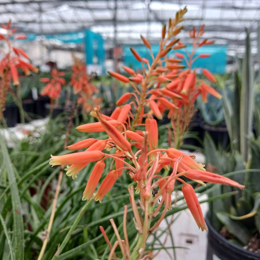 Aloe "Johnson's Hybrid" flower