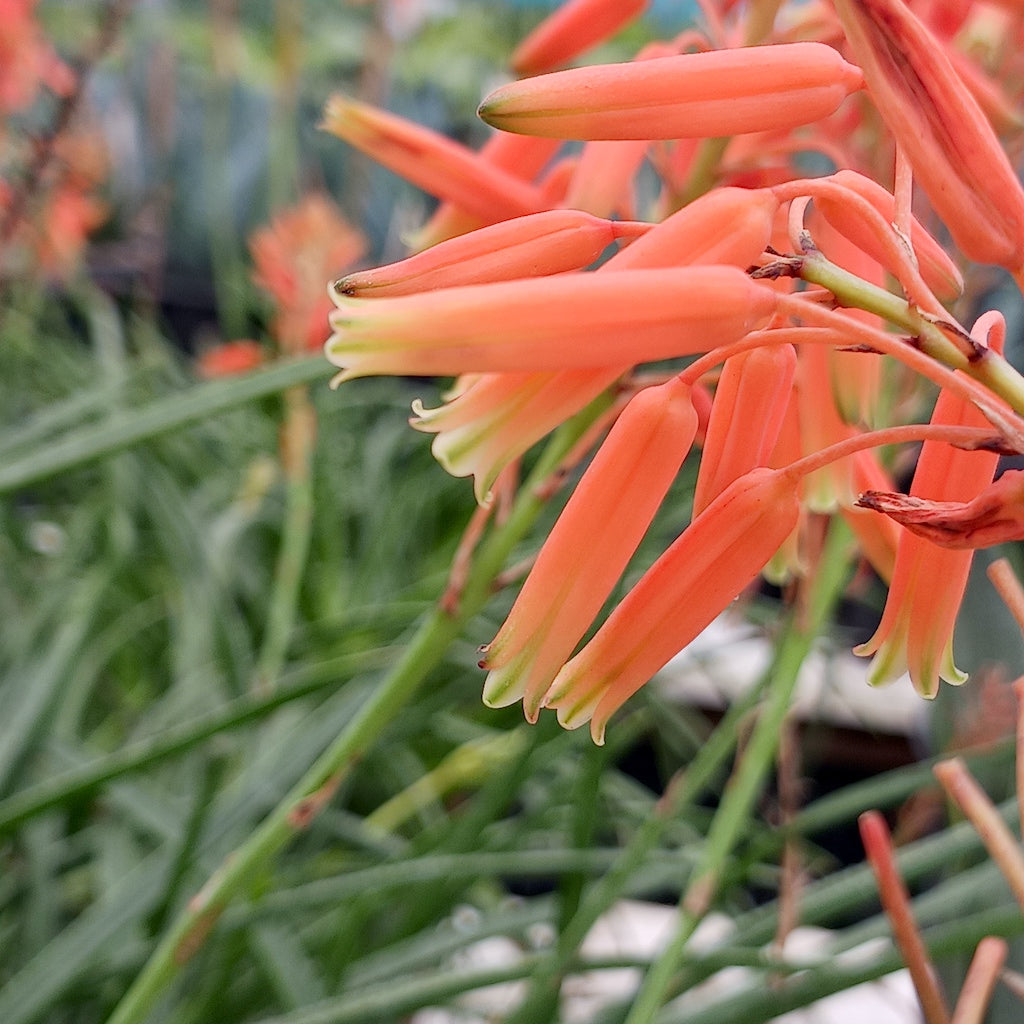 Aloe "Johnson's Hybrid" flower close