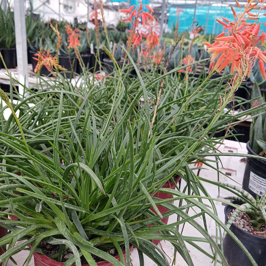 is aloe vera a hybrid plant Aloe Johnson's Hybrid