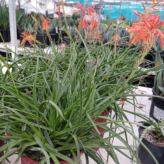Aloe "Johnson's Hybrid"
