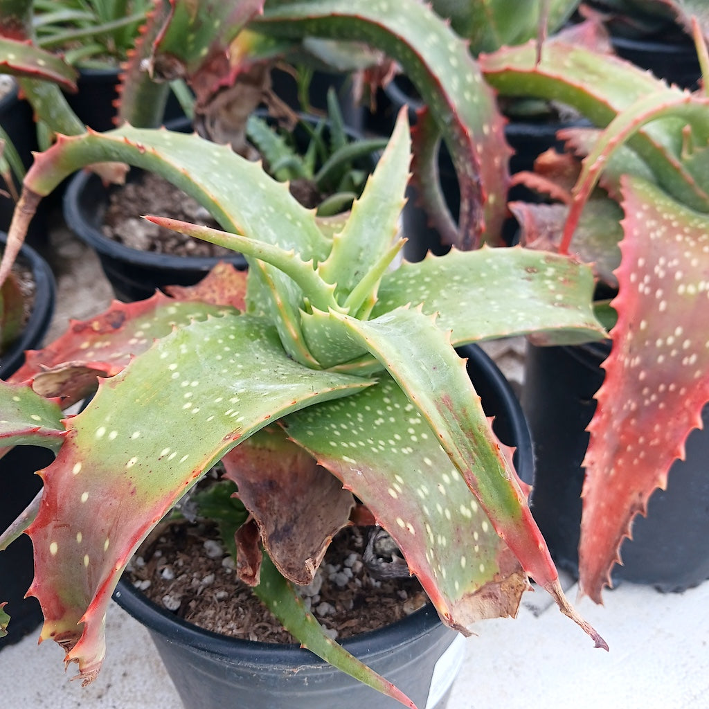 Aloe labworana 1ga