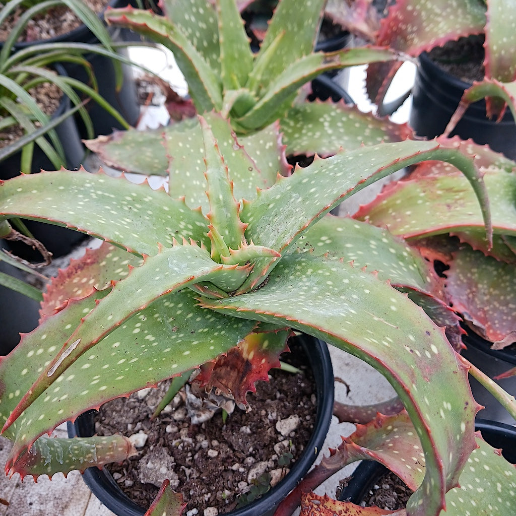 Aloe labworana 1ga