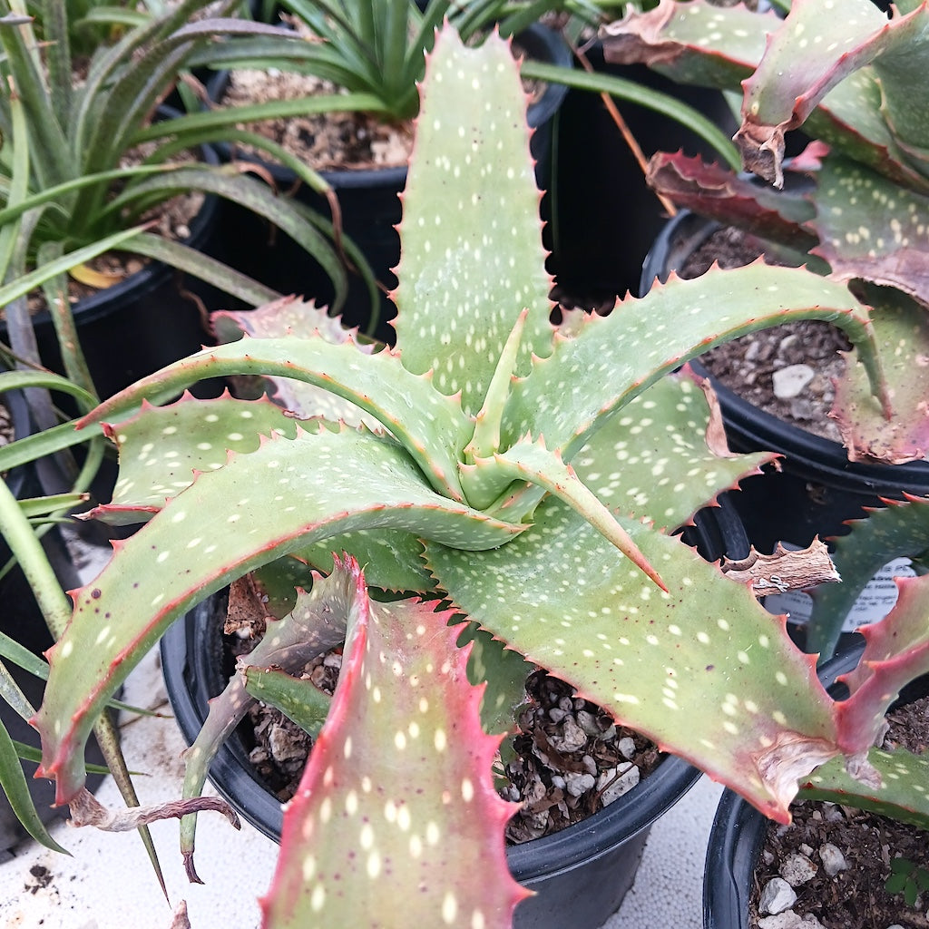 Aloe labworana 1ga