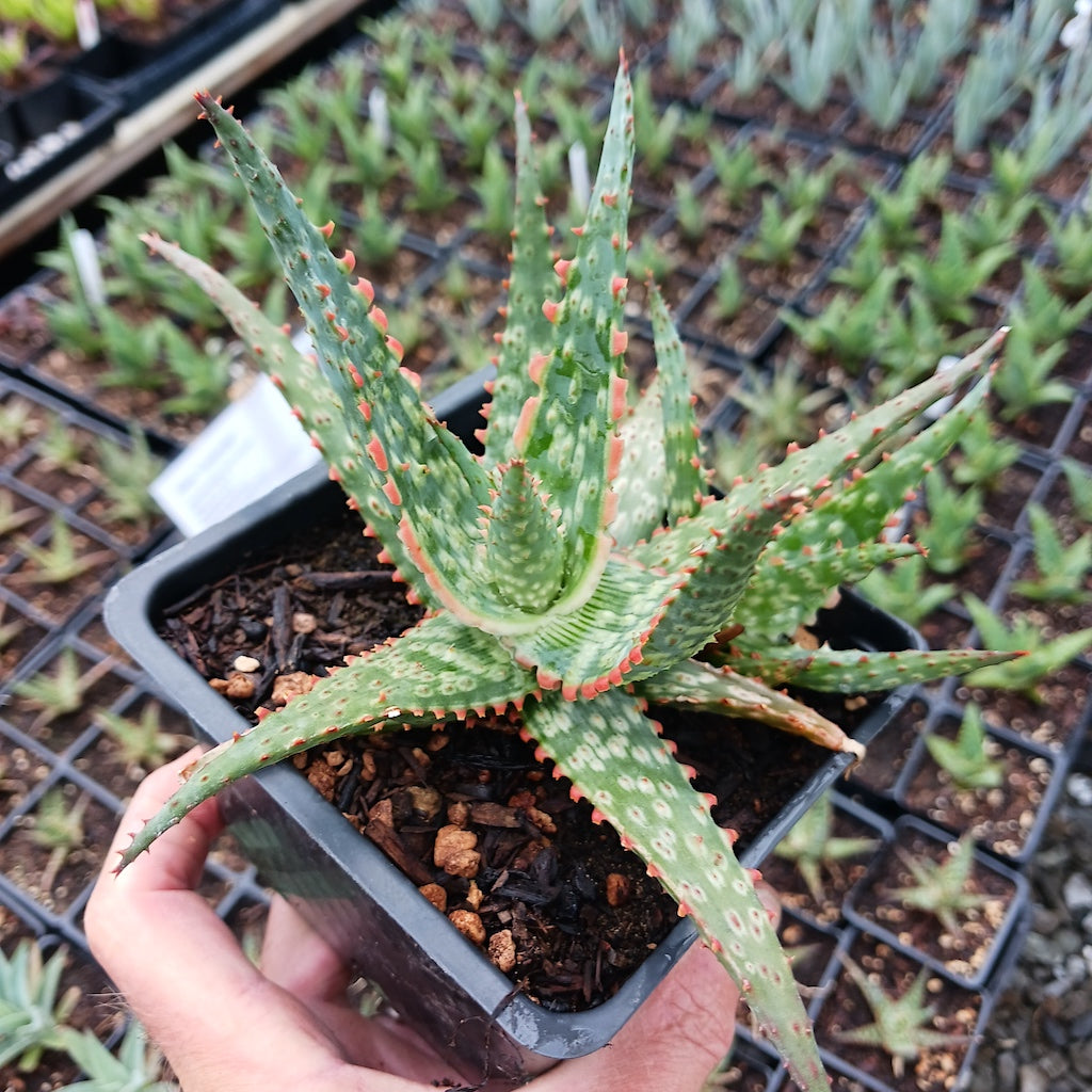 Aloe "Lavender"