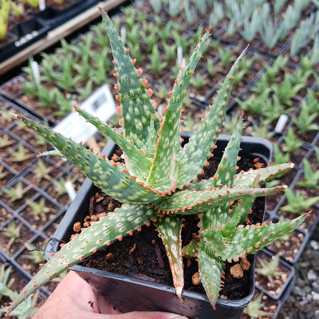 Aloe "Lavender"