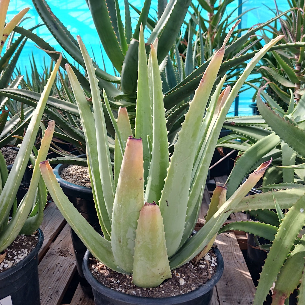 Aloe "Lode's Yellow"
