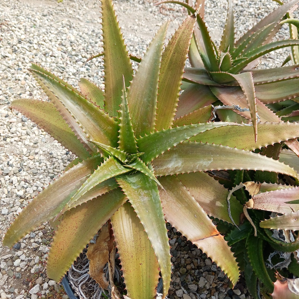 lowe's aloe vera plant Aloe lolwensis
