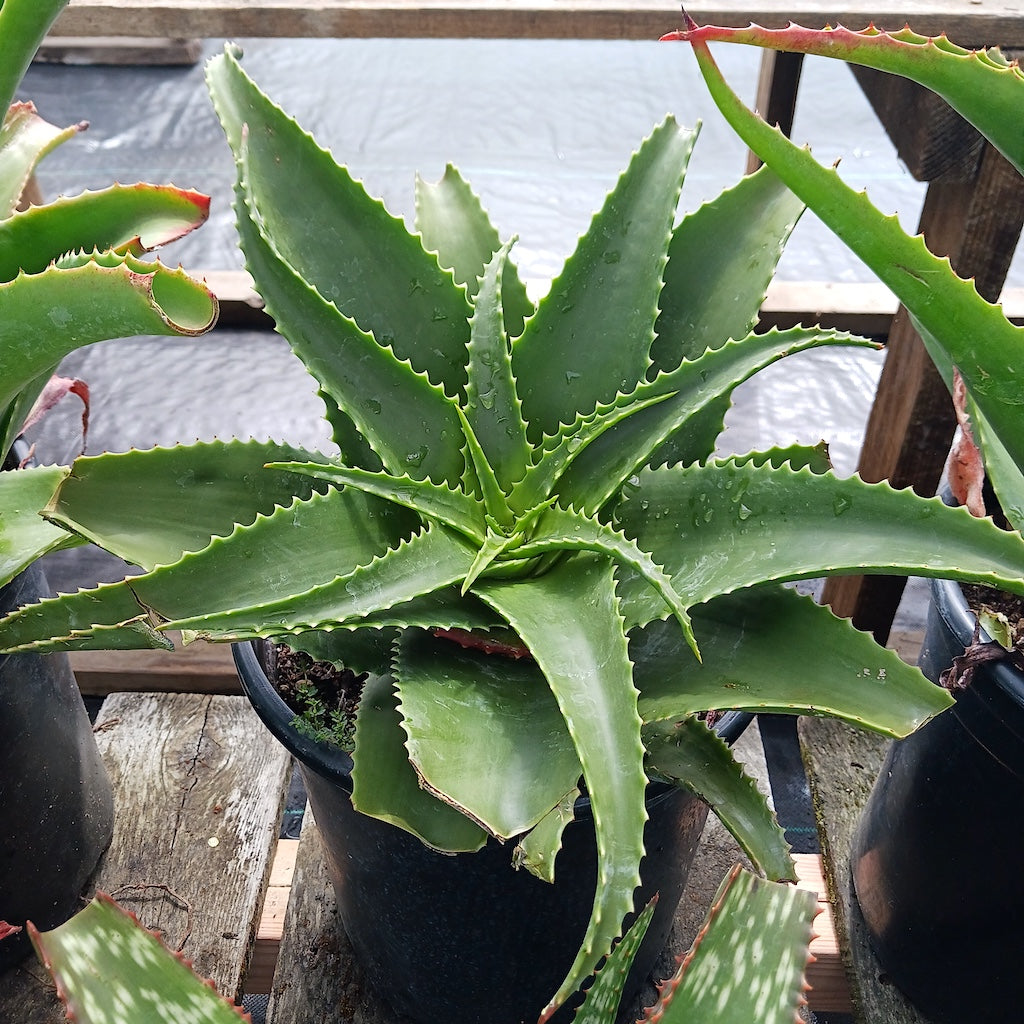 Aloe lukeana - 5ga