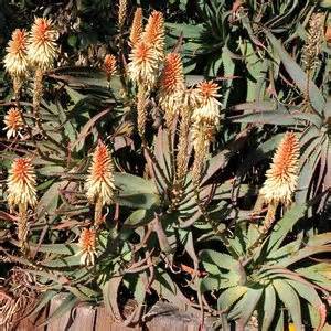 Aloe "Malibu Peach" - 5ga