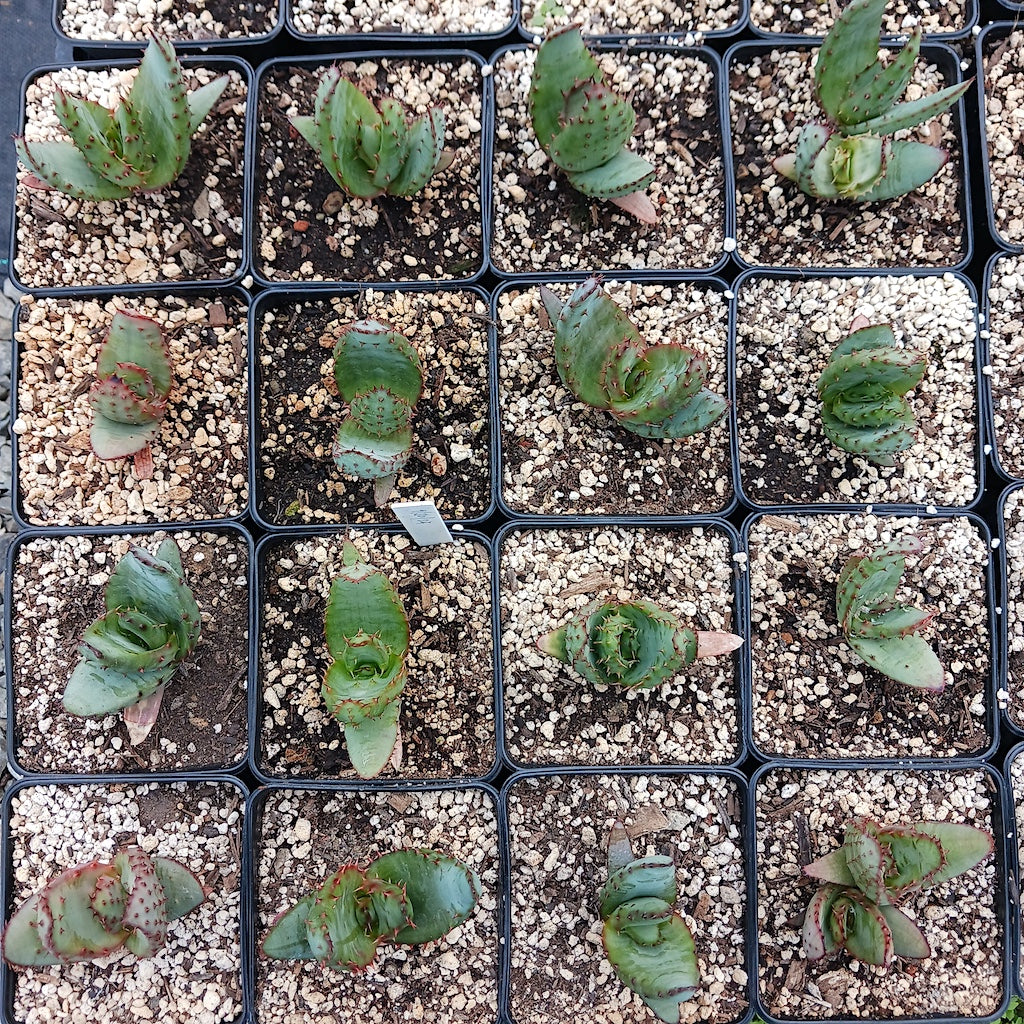 flat of Aloe marlothii in 4in nursery pots