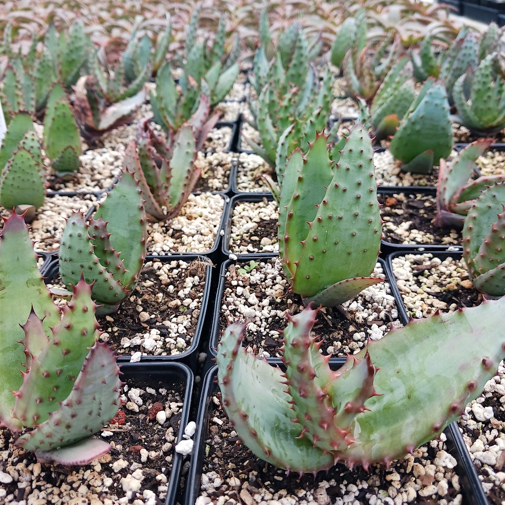 Aloe marlothii in 4in nursery pots