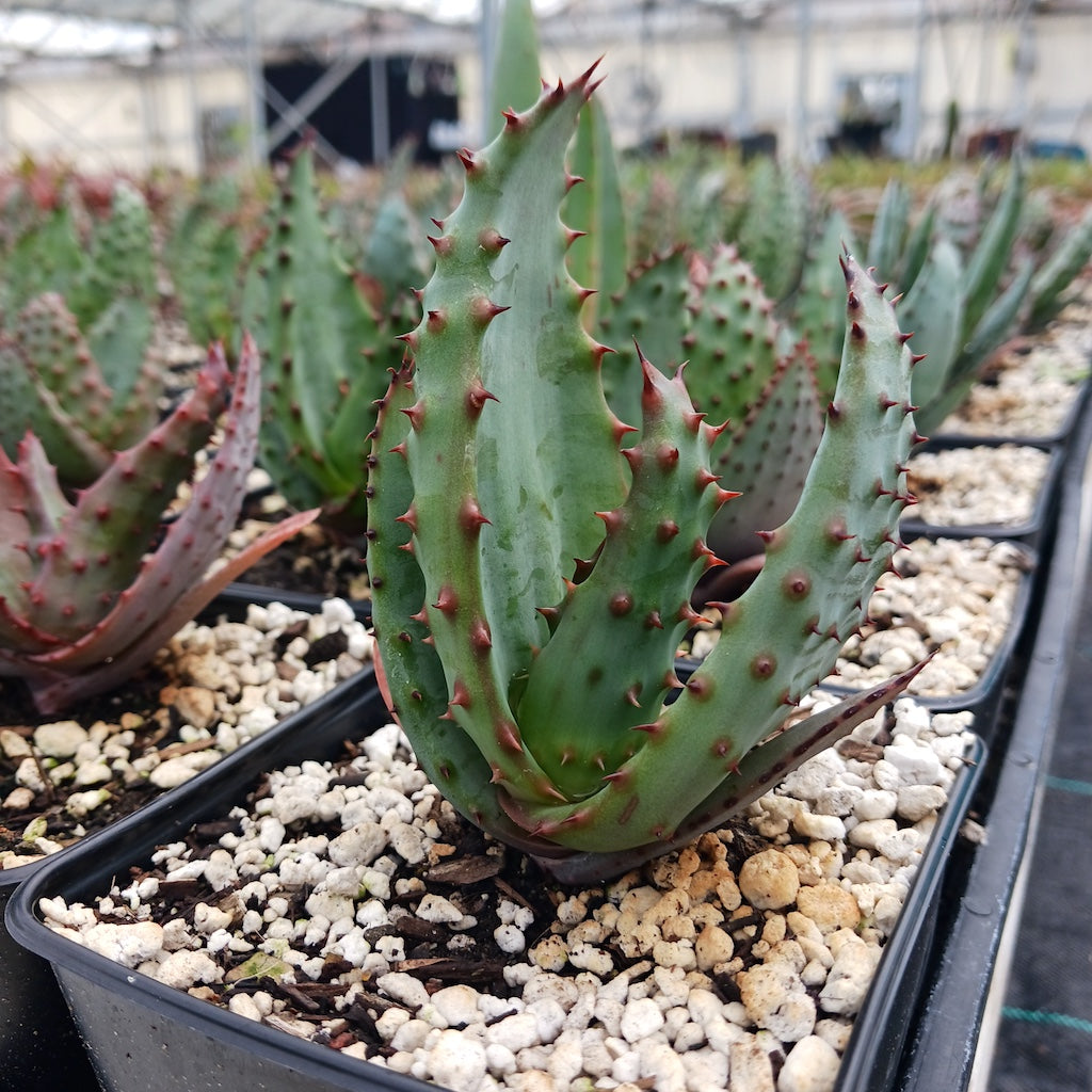 Aloe marlothii in 4in nursery pot