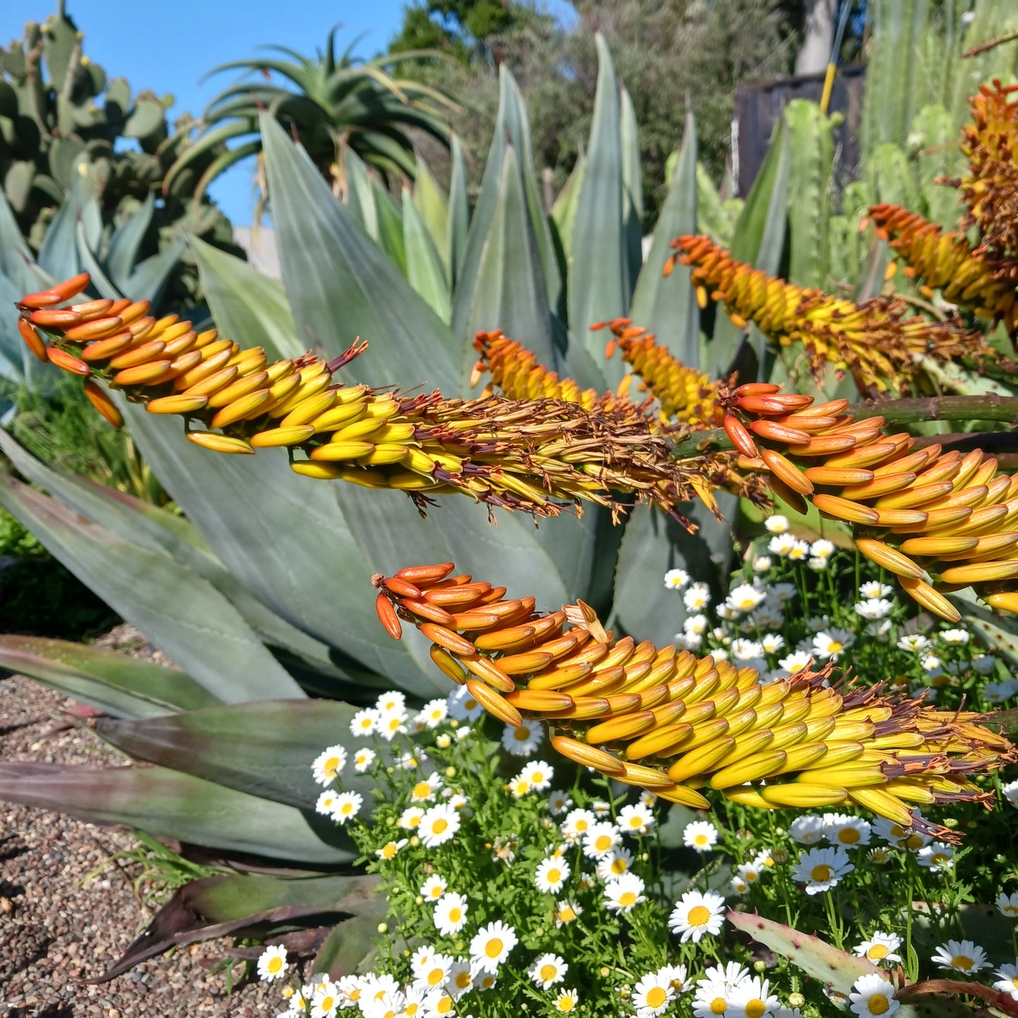 Aloe marlothii - 4in