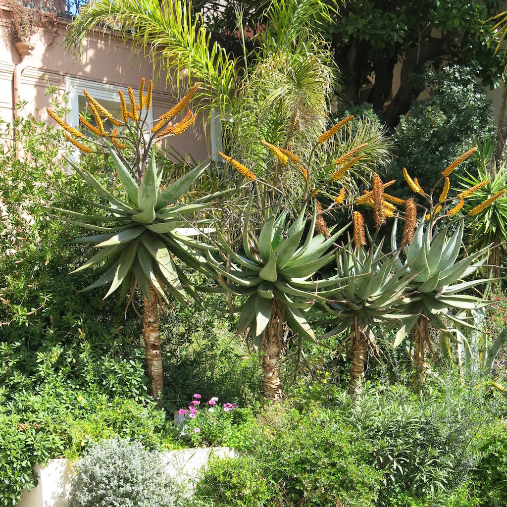 mature Aloe marlothii in landscape