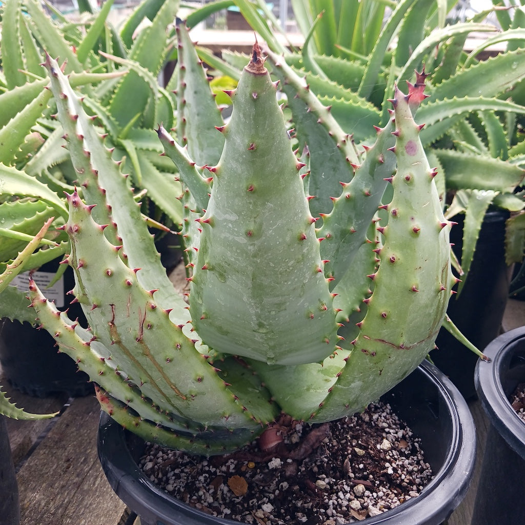 Aloe marlothii "Utrecht Form"