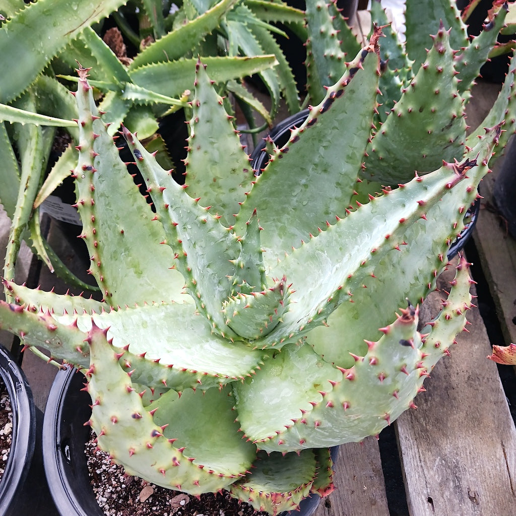 Aloe marlothii "Utrecht Form"