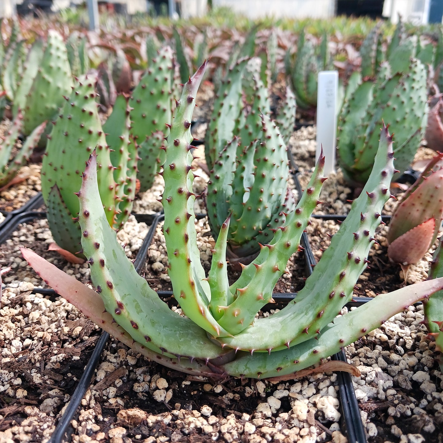 a young aloe marlothii in a 4inch pot