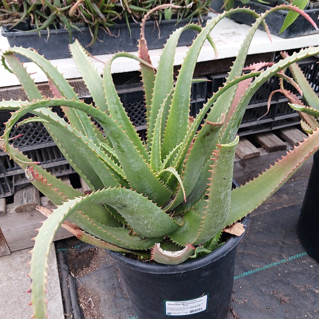Aloe mawii "Mozambique Form"