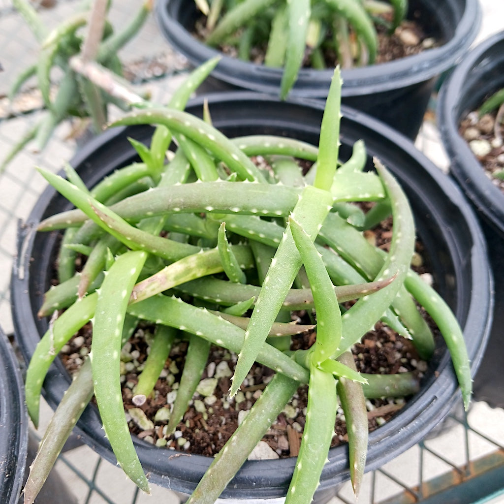 Aloe millotii