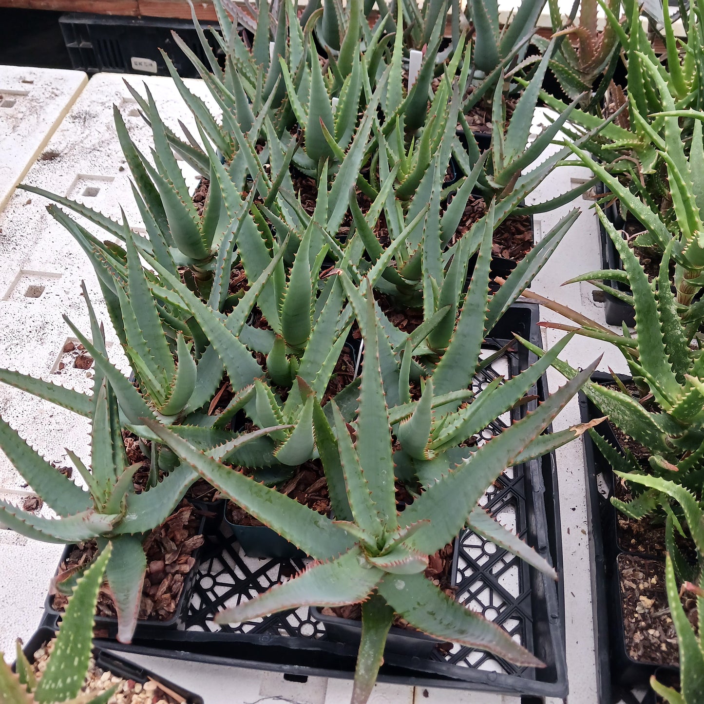Aloe "MoonGlow" - 4in