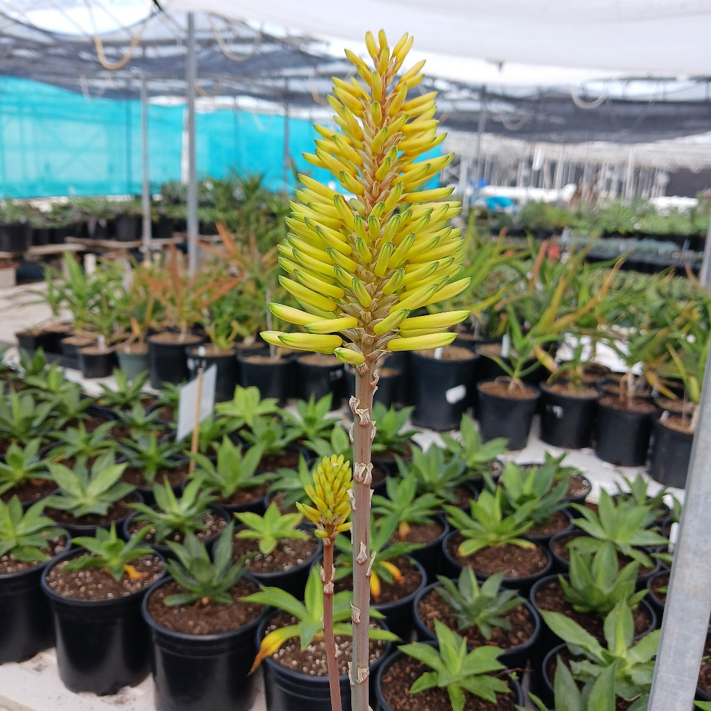 Aloe "Moonglow" flower