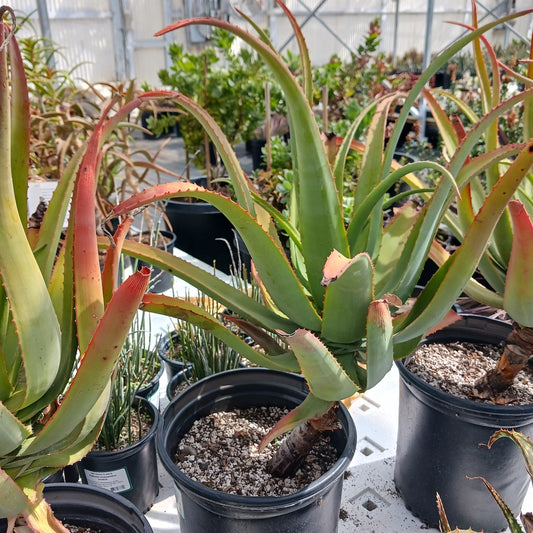 Aloe munchii