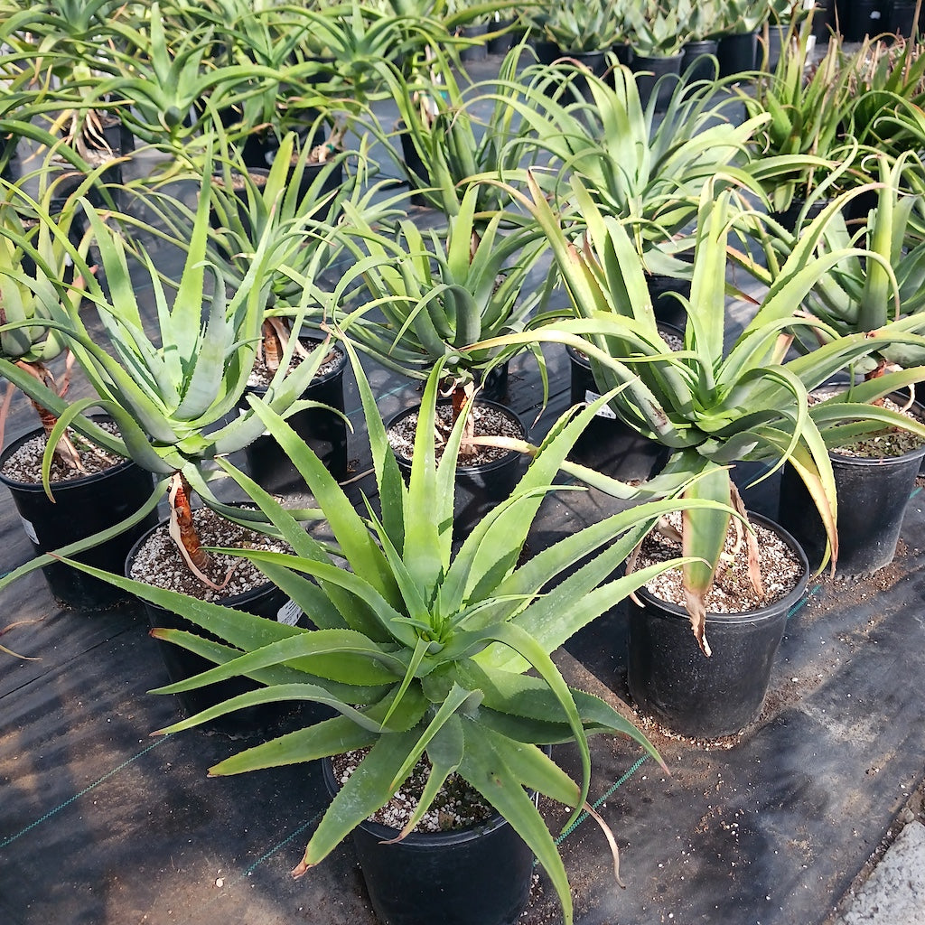 Many Aloe munchii in 5ga nursery containers