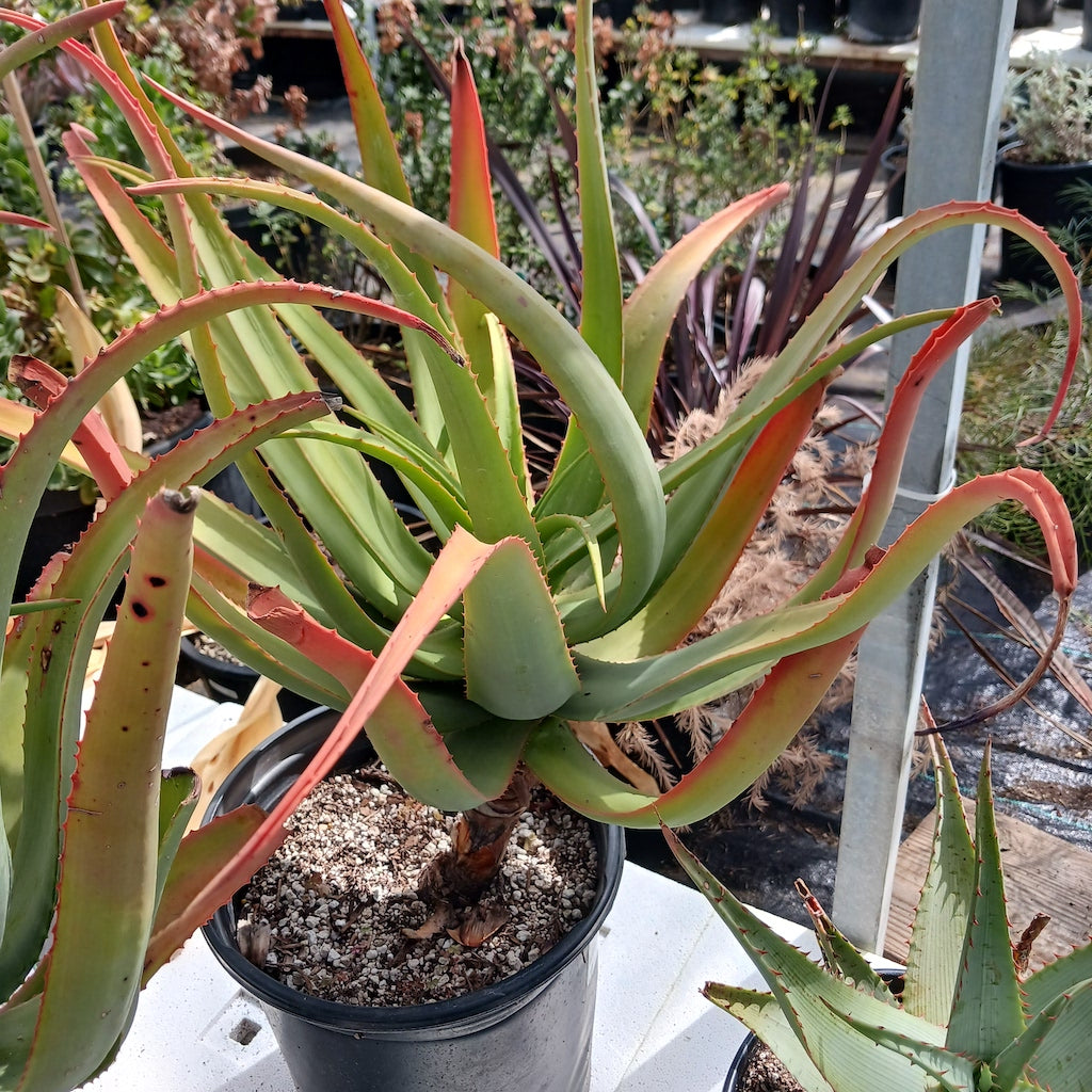 Aloe munchii