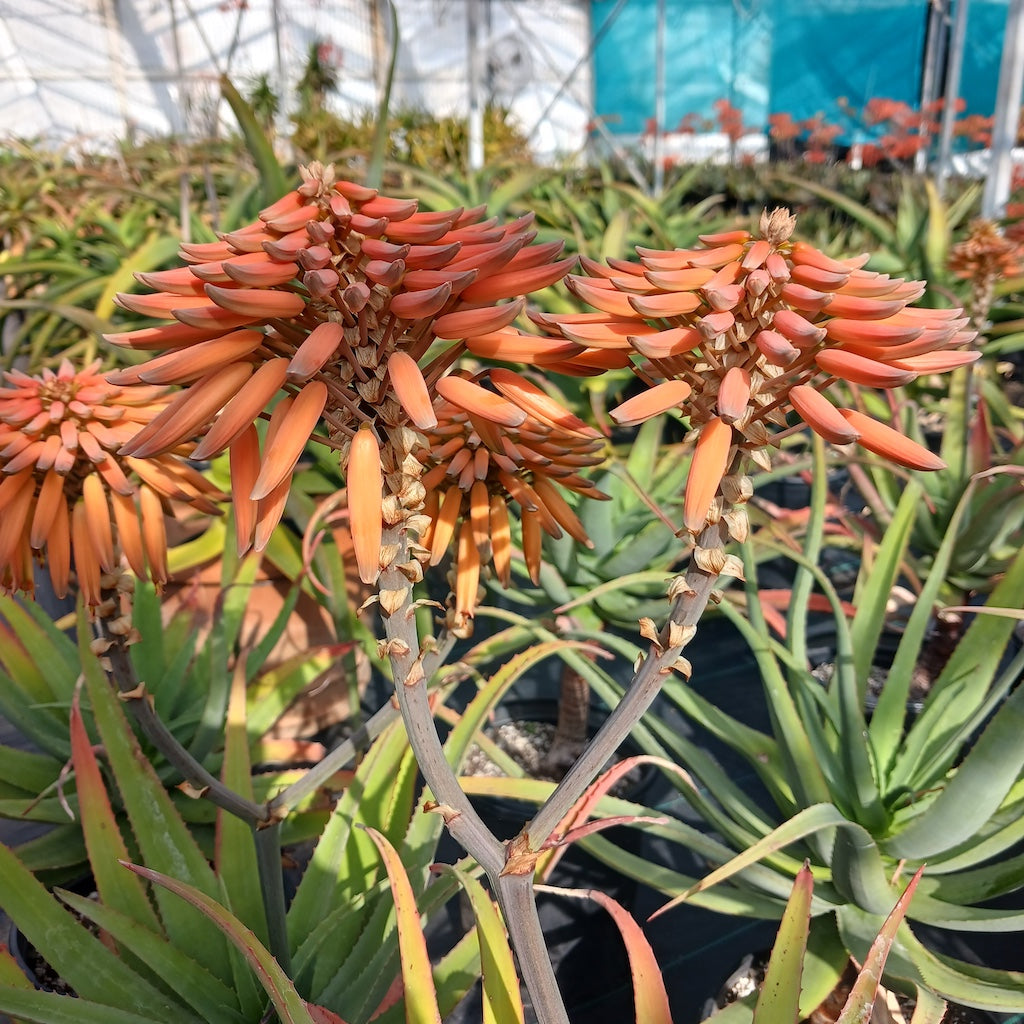 Aloe munchii - 15ga