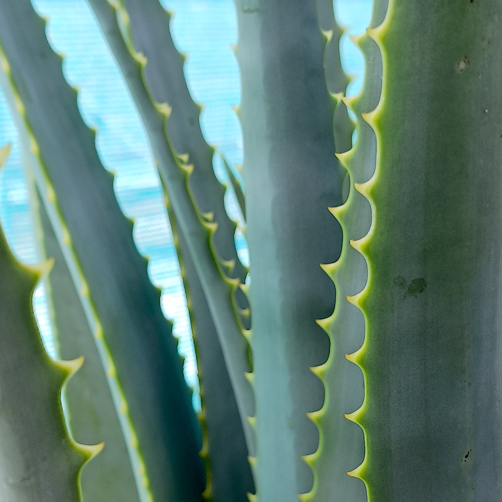 Aloe mutabilis - 20ga
