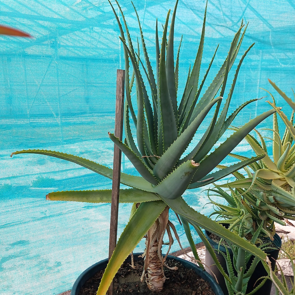 aloe vera plant height Aloe mutabilis
