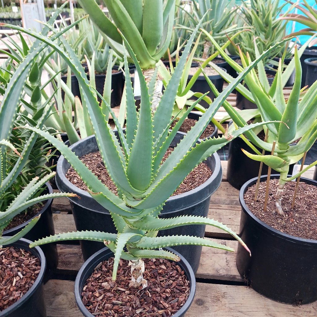 old aloe vera plant Aloe mutabilis