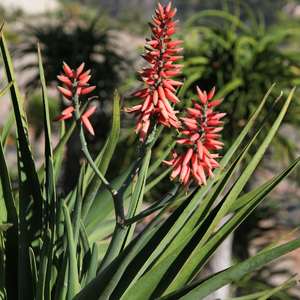 Aloe pandan flower