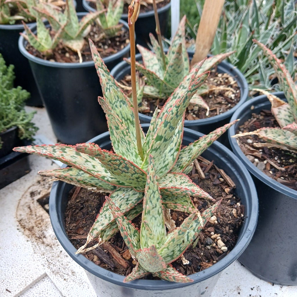 pink blush aloe vera plant Aloe "Pink Blush"