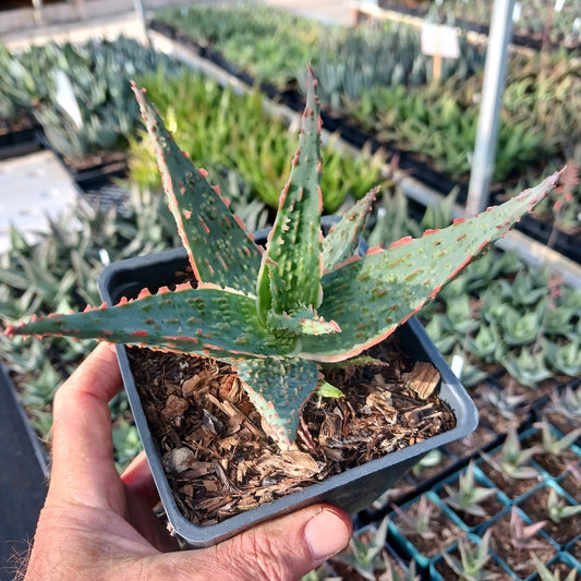 Aloe "Piranha" in a 4 inch nursery container