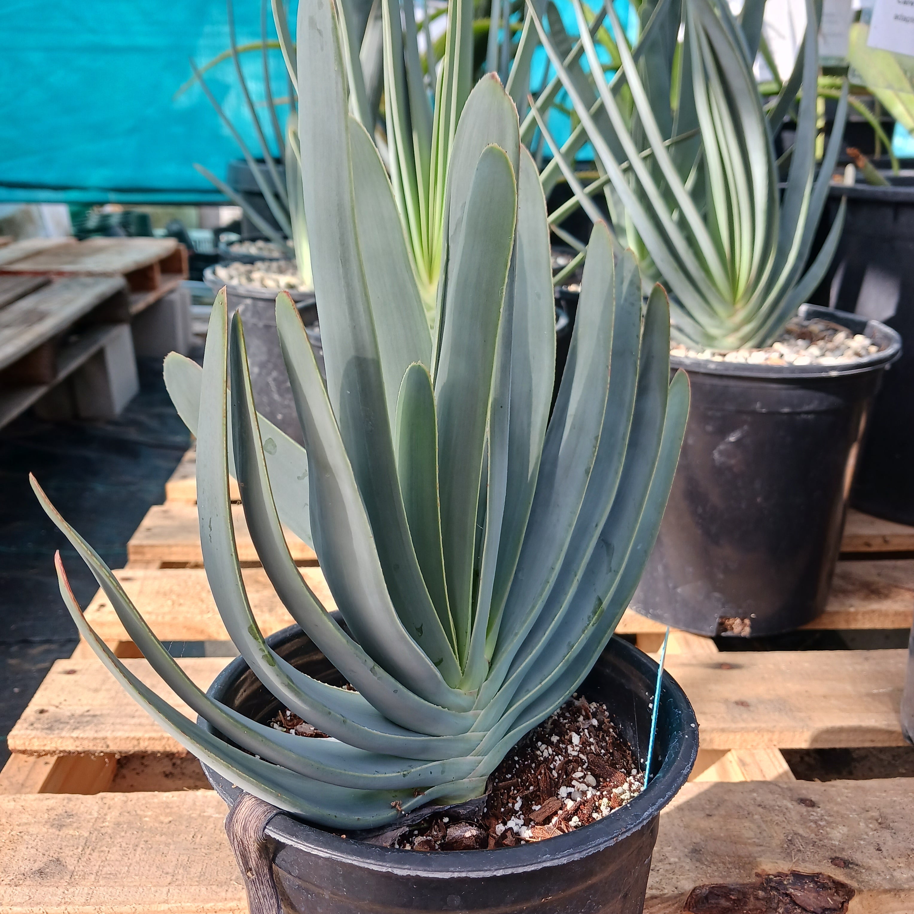aloe succulent Aloe plicatilis