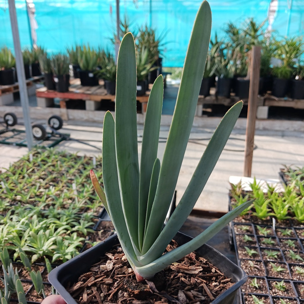 fan succulent Aloe plicatilis