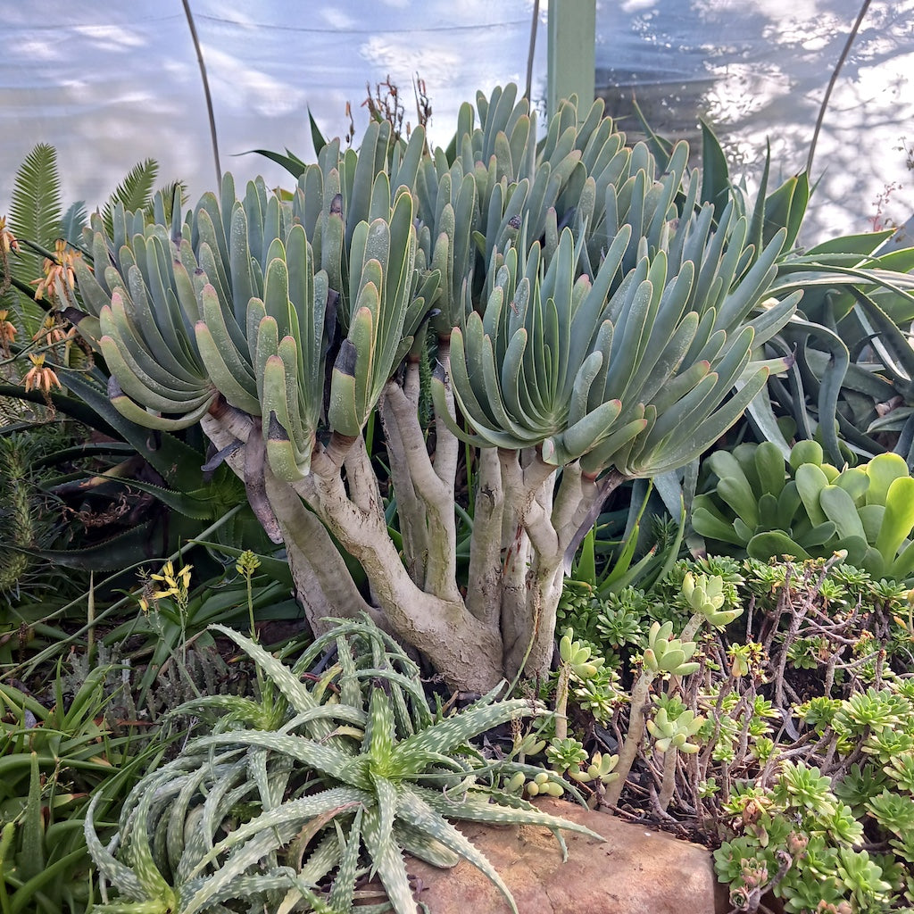 Aloe plicatilis at the Ruth Bancroft Garden